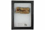 Mammoth Molar Slice With Case - South Carolina #130682-1